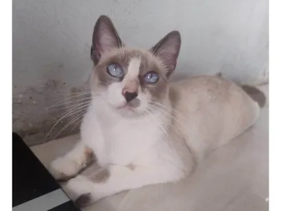 Gato raça SRD-ViraLata idade 1 ano nome Teté