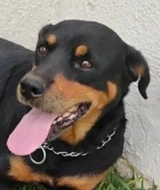 Cachorro ra a Rottweiler idade 7 a 11 meses nome Jade 