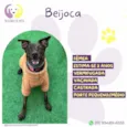 Beijoca