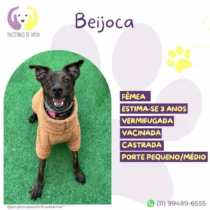 Cachorro raça SRD-ViraLata idade 3 anos nome Beijoca