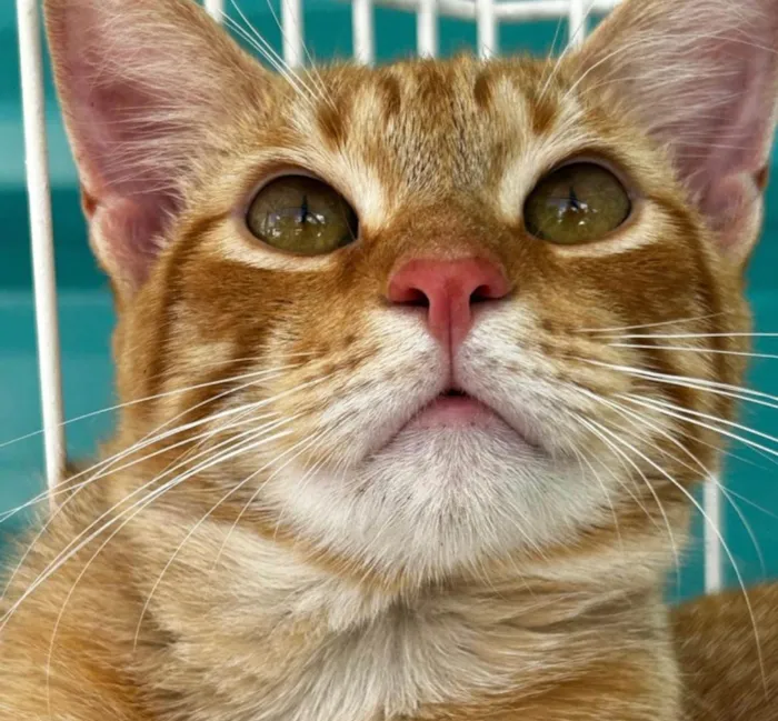 Gato ra a SRD-ViraLata idade 7 a 11 meses nome Salem 