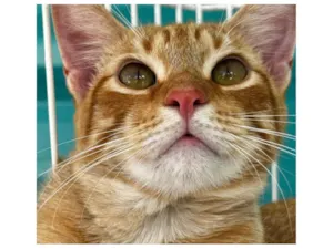 Gato raça SRD-ViraLata idade 7 a 11 meses nome Salem 