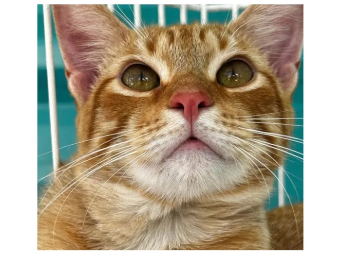 Gato ra a SRD-ViraLata idade 7 a 11 meses nome Salem 