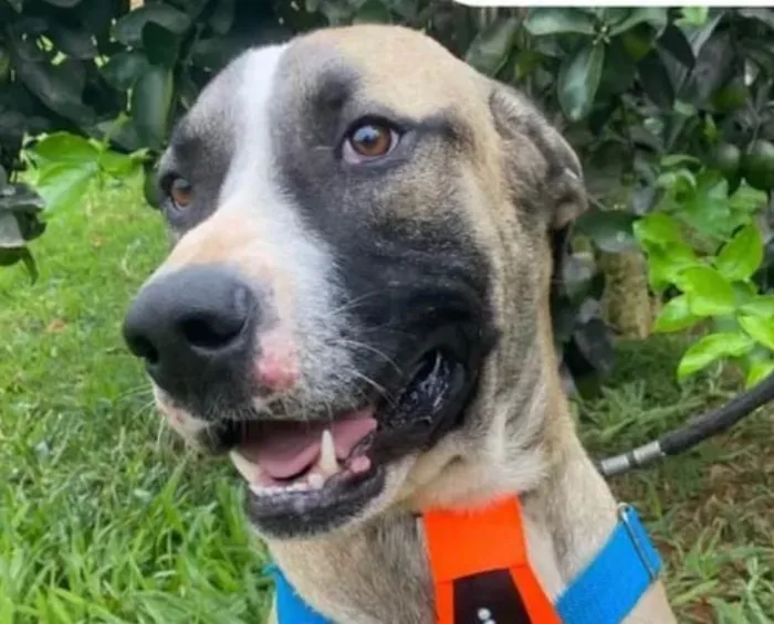 Cachorro ra a SRD-ViraLata idade 7 a 11 meses nome Guerreiro 