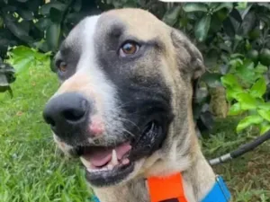 Cachorro raça SRD-ViraLata idade 7 a 11 meses nome Guerreiro 