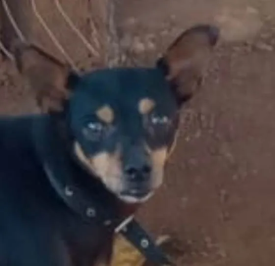 Cachorro ra a Pinscher idade 1 ano nome Pingo 