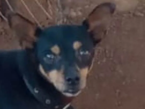 Cachorro ra a Pinscher idade 1 ano nome Pingo 