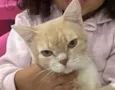 Tom 