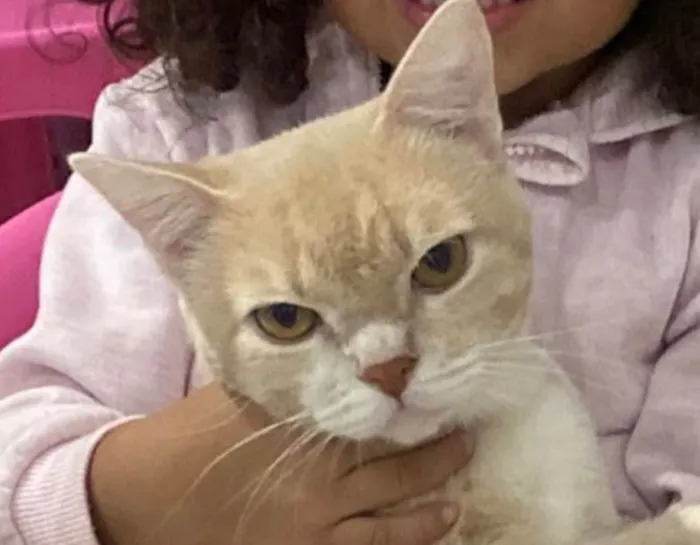 Gato ra a SRD-ViraLata idade 7 a 11 meses nome Tom 