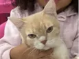 Tom 