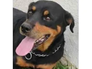 Cachorro raça Rottweiler idade 7 a 11 meses nome Jade 