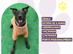 Cachorro raça SRD-ViraLata idade 3 anos nome Beijoca