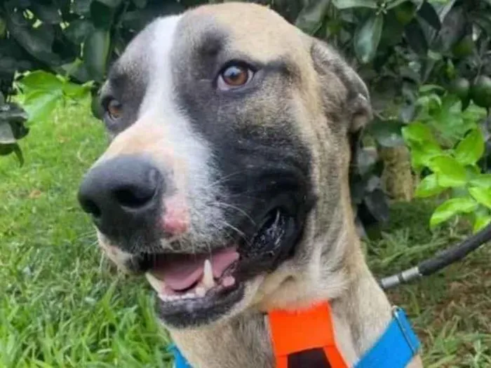 Cachorro ra a SRD-ViraLata idade 7 a 11 meses nome Guerreiro 