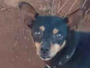 Cachorro raça Pinscher idade 1 ano nome Pingo 