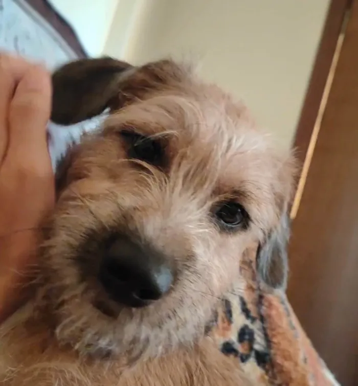 Cachorro ra a Shitzu idade 7 a 11 meses nome Akim 