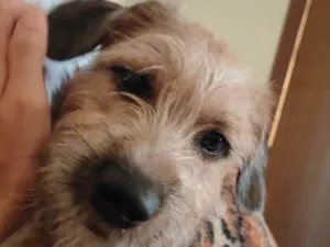 Cachorro raça Shitzu idade 7 a 11 meses nome Akim 