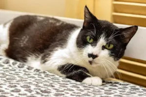 Gato raça SRD-ViraLata idade 3 anos nome Drika