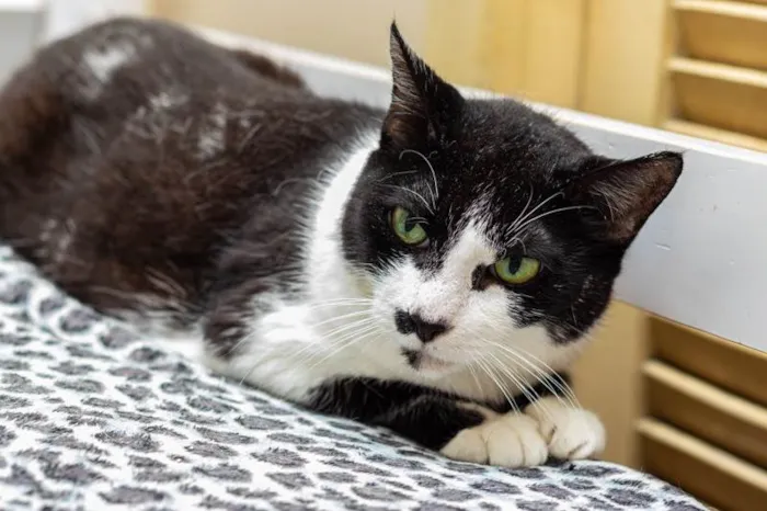 Gato ra a SRD-ViraLata idade 3 anos nome Drika