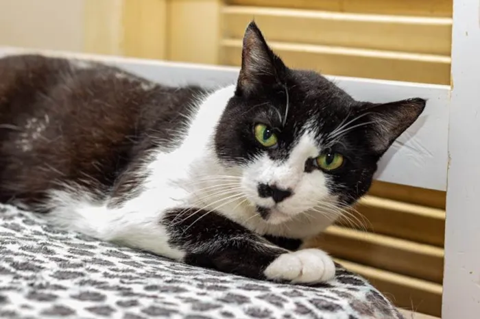 Gato ra a SRD-ViraLata idade 3 anos nome Drika