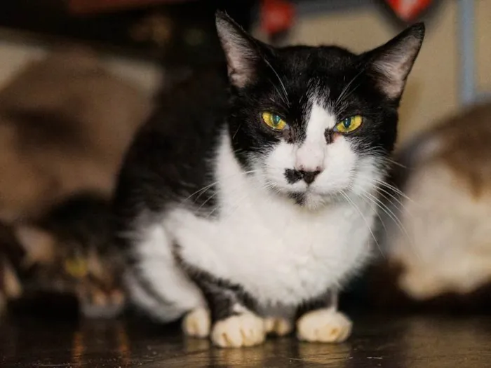 Gato ra a SRD-ViraLata idade 3 anos nome Drika