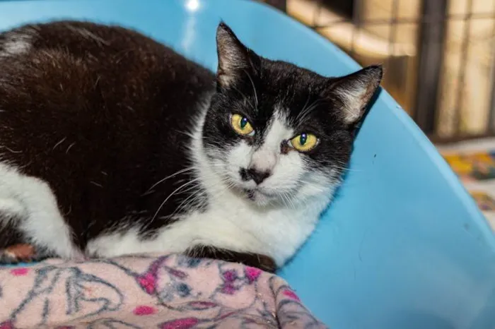 Gato ra a SRD-ViraLata idade 3 anos nome Drika