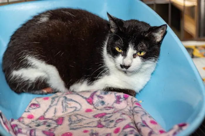 Gato ra a SRD-ViraLata idade 3 anos nome Drika