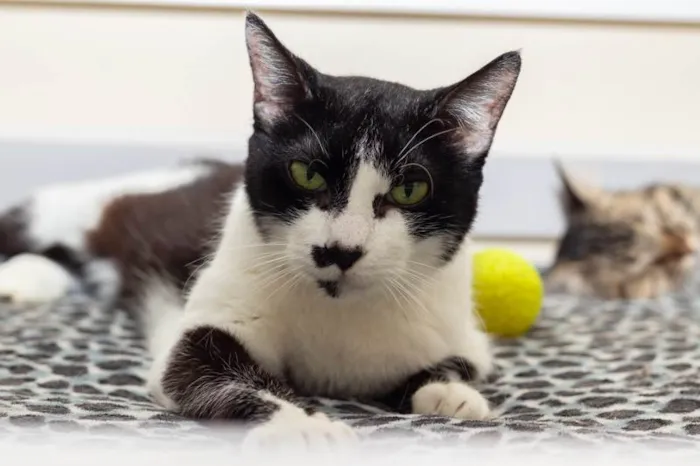 Gato ra a SRD-ViraLata idade 3 anos nome Drika