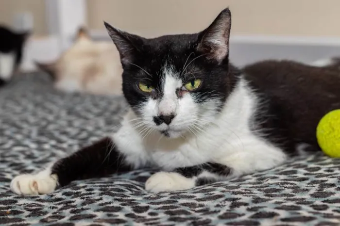 Gato ra a SRD-ViraLata idade 3 anos nome Drika