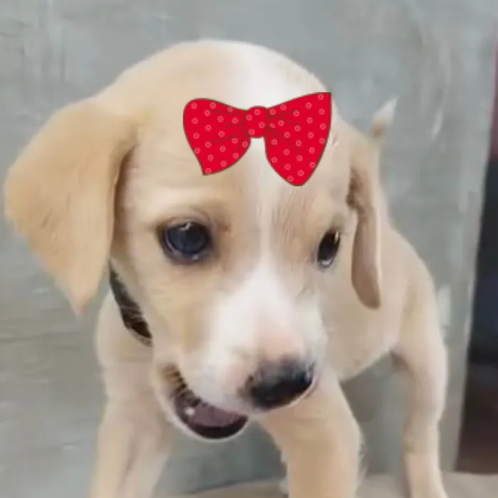 Cachorro ra a SRD-ViraLata idade 2 a 6 meses nome Sophia 