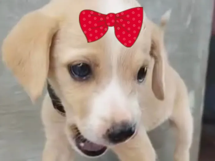 Cachorro ra a SRD-ViraLata idade 2 a 6 meses nome Sophia 