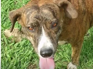 Cachorro raça SRD-ViraLata idade 1 ano nome Tigresa 