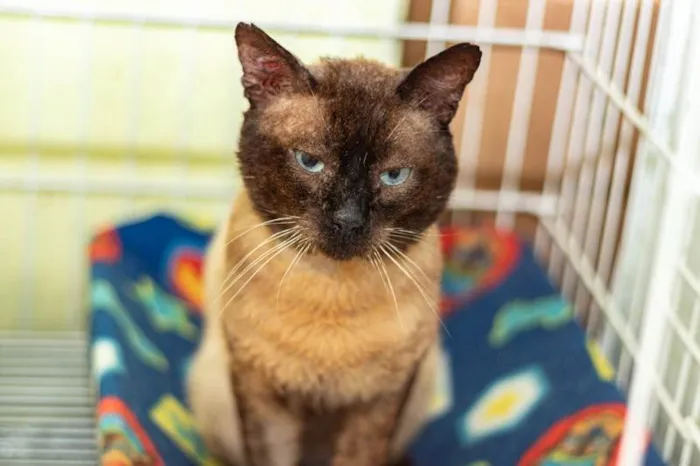 Gato ra a SRD-ViraLata idade 5 anos nome Finley