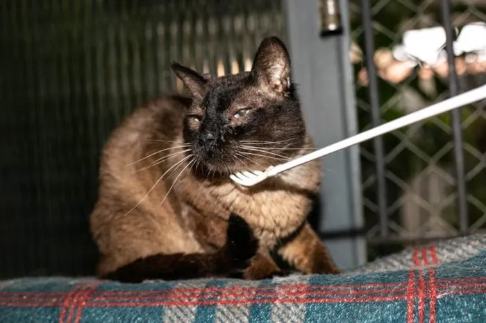 Gato ra a SRD-ViraLata idade 5 anos nome Finley