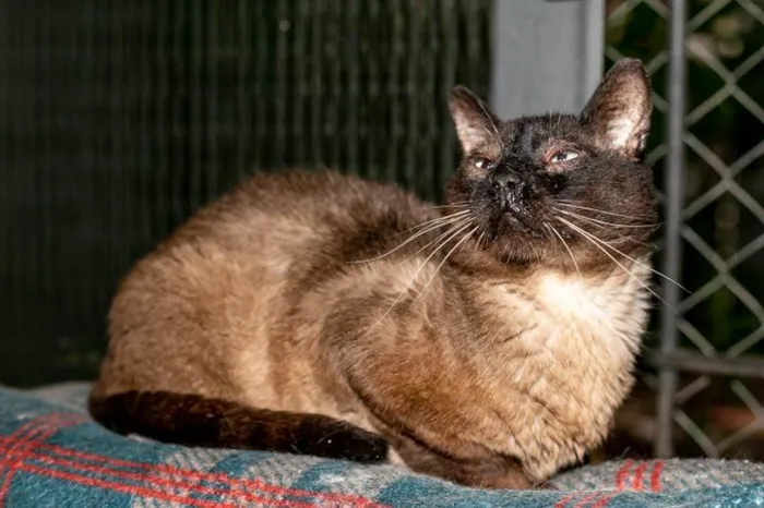 Gato ra a SRD-ViraLata idade 5 anos nome Finley