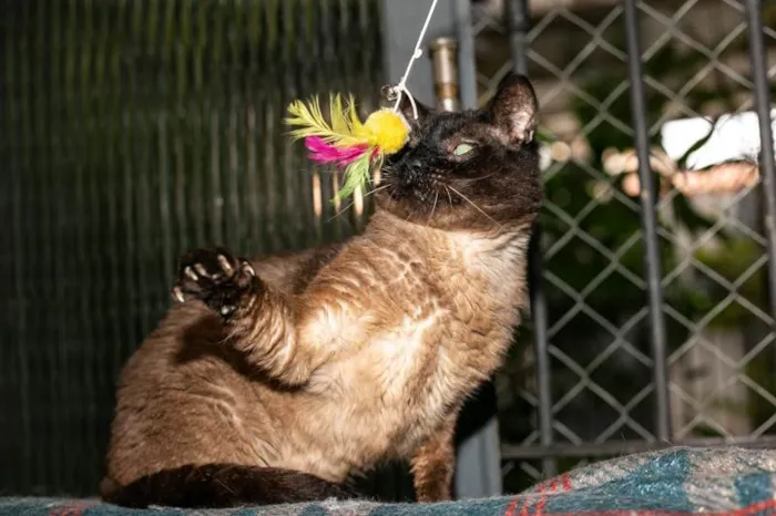 Gato ra a SRD-ViraLata idade 5 anos nome Finley