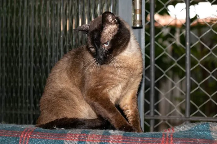 Gato ra a SRD-ViraLata idade 5 anos nome Finley