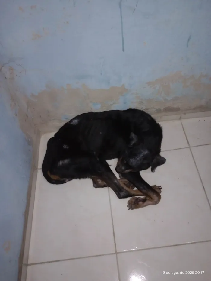 Cachorro ra a Rottweiler idade 2 a 6 meses nome Marley 