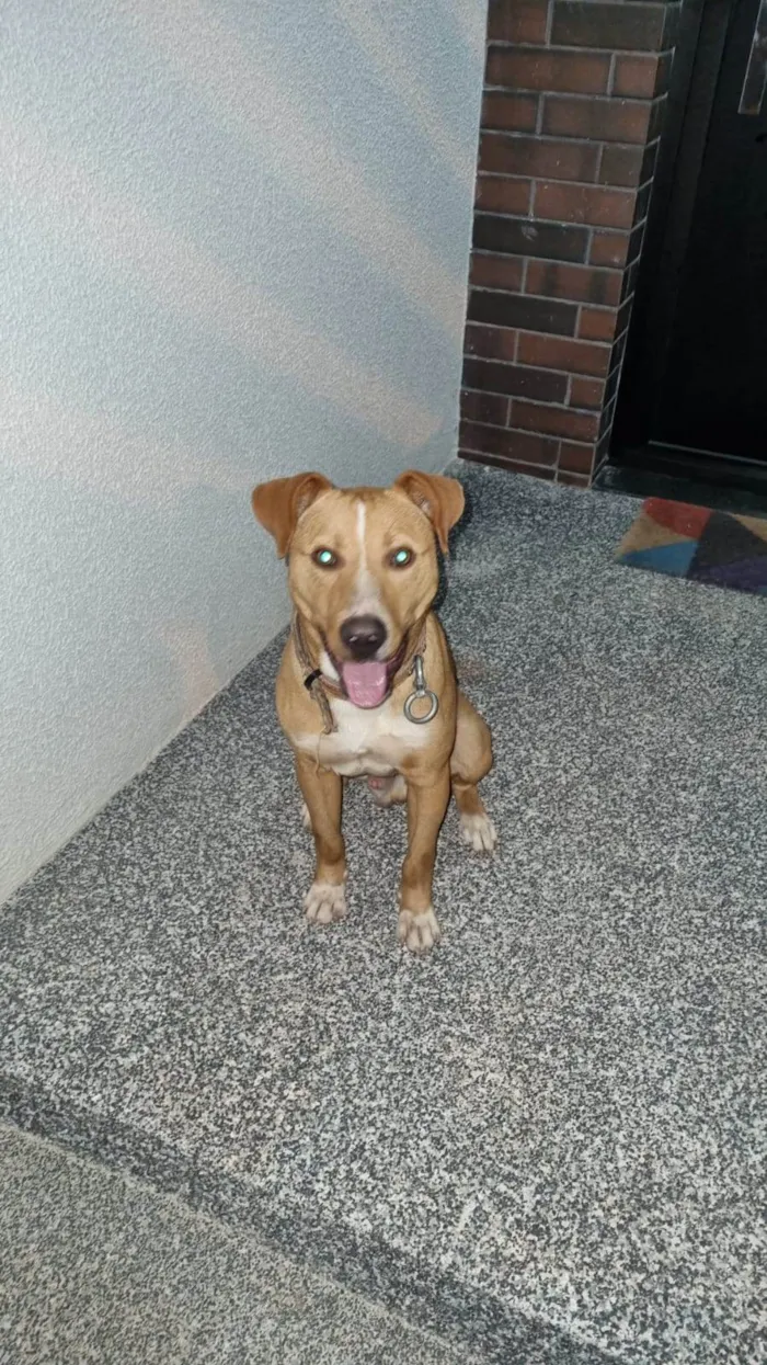 Cachorro ra a SRD-ViraLata idade 2 anos nome Zé 