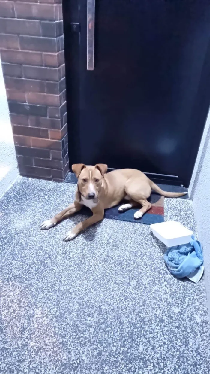 Cachorro ra a SRD-ViraLata idade 2 anos nome Zé 
