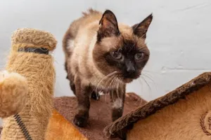 Gato raça SRD-ViraLata idade 6 ou mais anos nome Garro