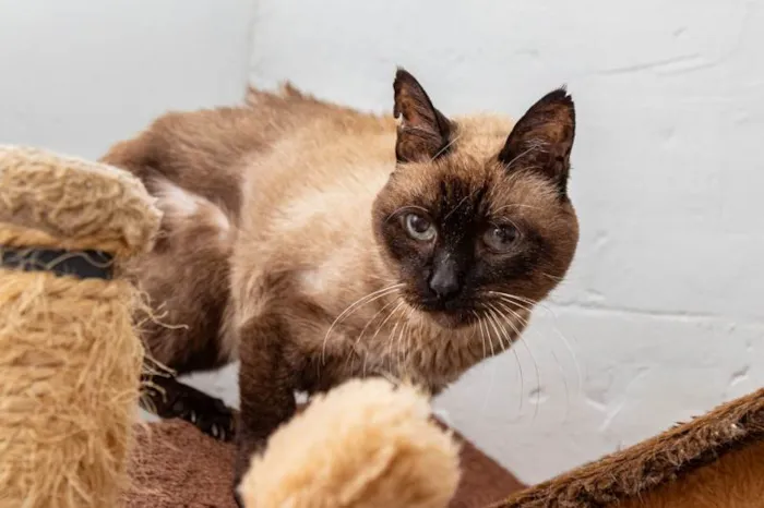 Gato ra a SRD-ViraLata idade 6 ou mais anos nome Garro