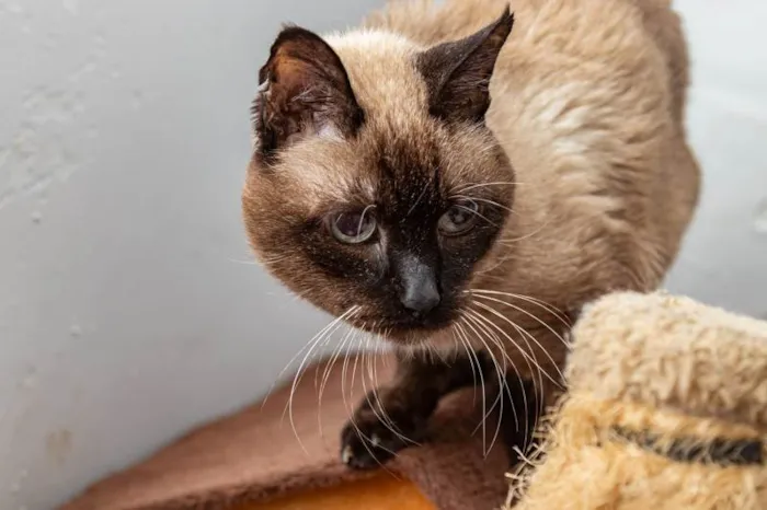 Gato ra a SRD-ViraLata idade 6 ou mais anos nome Garro
