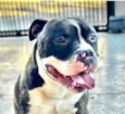 Athos 