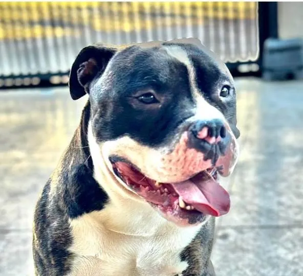 Cachorro ra a Bulldog idade 1 ano nome Athos 
