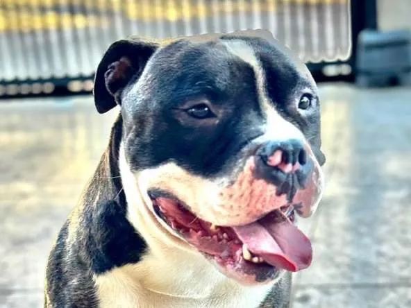 Cachorro ra a Bulldog idade 1 ano nome Athos 
