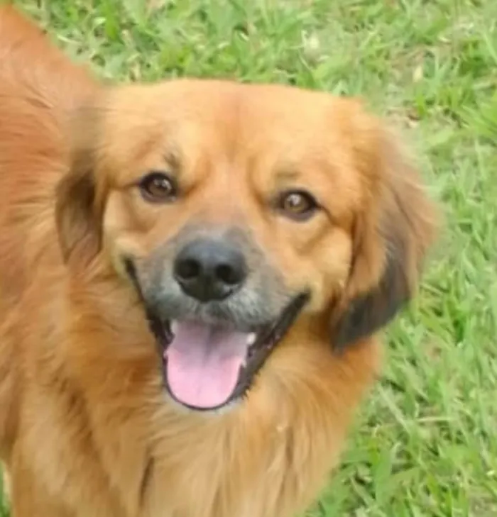Cachorro ra a Pequinês idade 7 a 11 meses nome Rex 
