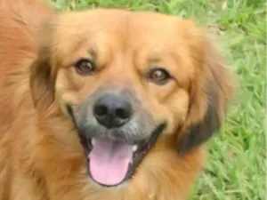 Cachorro raça Pequinês idade 7 a 11 meses nome Rex 