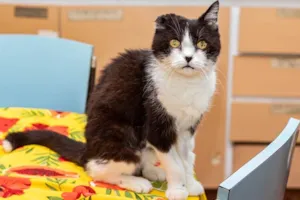 Gato raça SRD-ViraLata idade 6 ou mais anos nome Georgina