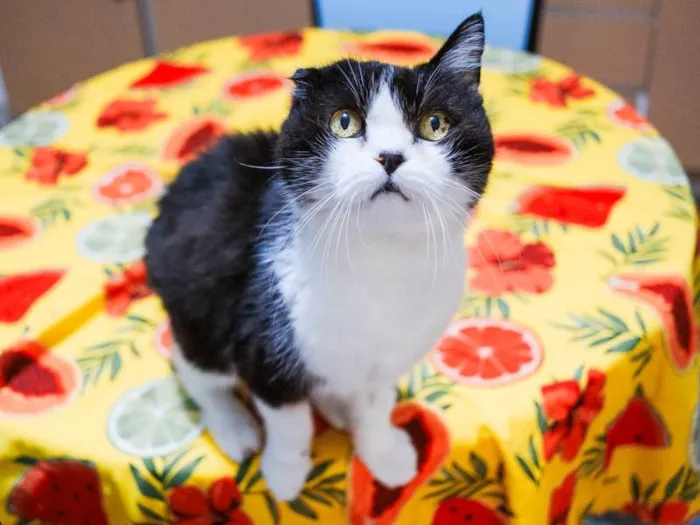 Gato ra a SRD-ViraLata idade 6 ou mais anos nome Georgina