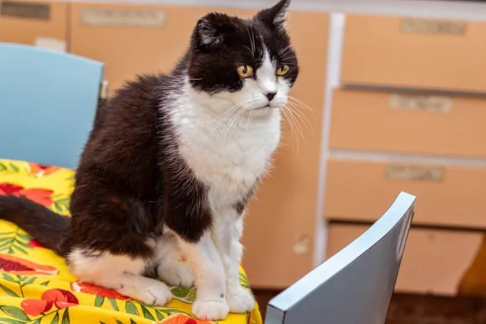 Gato ra a SRD-ViraLata idade 6 ou mais anos nome Georgina